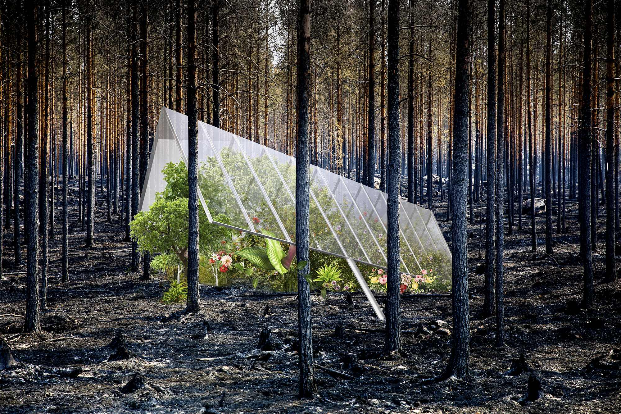 GONE WITH THE WIND – A critique on Burnt Forests and Biodiversity Loss.
